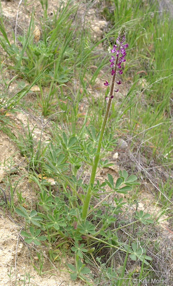 Plancia ëd Lupinus hirsutissimus Benth.