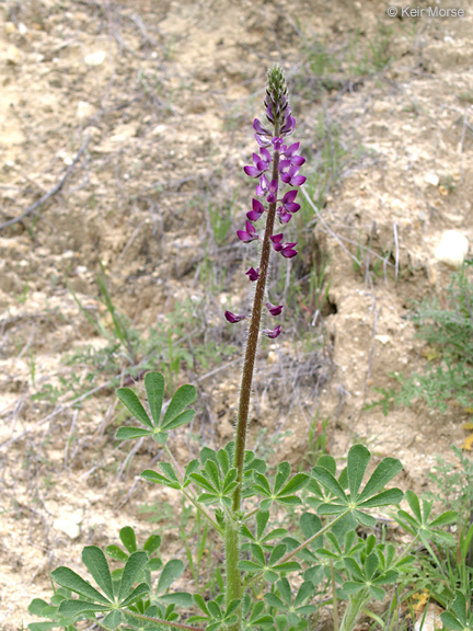 Plancia ëd Lupinus hirsutissimus Benth.