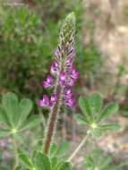 Plancia ëd Lupinus hirsutissimus Benth.