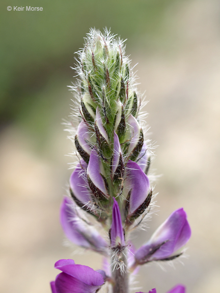 Plancia ëd Lupinus hirsutissimus Benth.