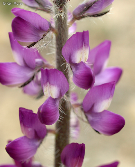 Plancia ëd Lupinus hirsutissimus Benth.