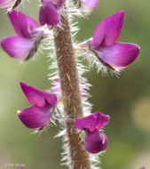 Plancia ëd Lupinus hirsutissimus Benth.