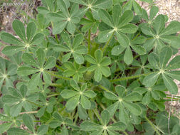 Plancia ëd Lupinus hirsutissimus Benth.