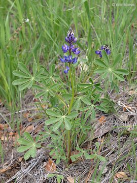 Image of hollowleaf annual lupine