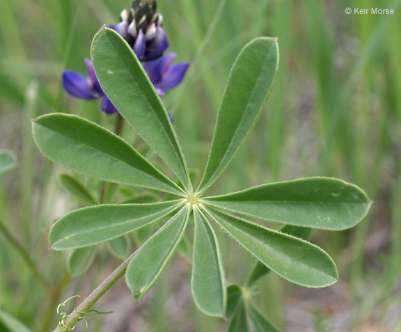 Image of hollowleaf annual lupine