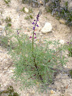 Plancia ëd Lupinus truncatus Hook. & Arn.