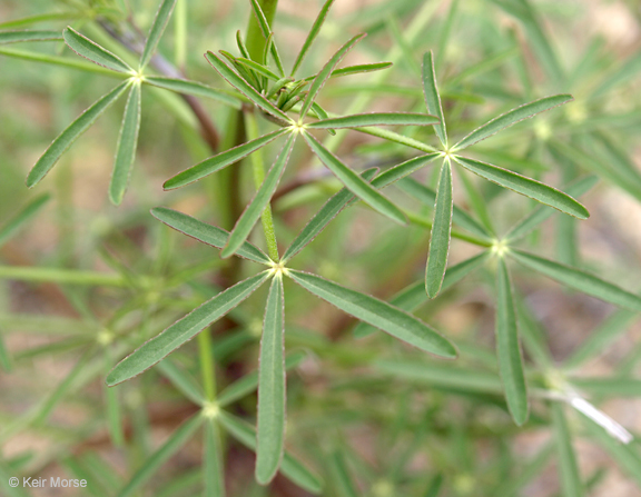 Plancia ëd Lupinus truncatus Hook. & Arn.