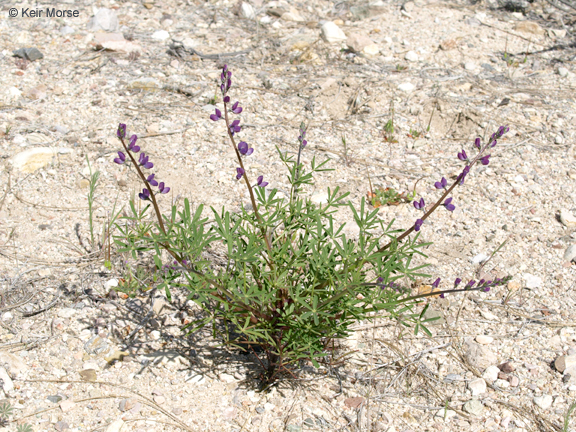 Plancia ëd Lupinus truncatus Hook. & Arn.