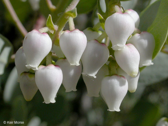 Image of bigberry manzanita