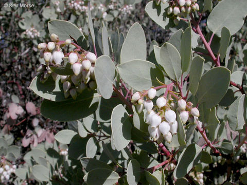 Imagem de Arctostaphylos glauca Lindl.