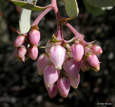 Image of bigberry manzanita