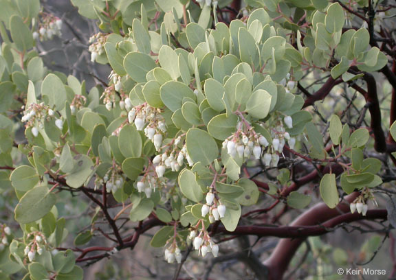 Image of bigberry manzanita