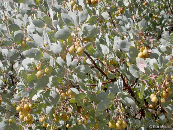 Image of bigberry manzanita