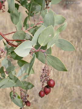 Imagem de Arctostaphylos glauca Lindl.