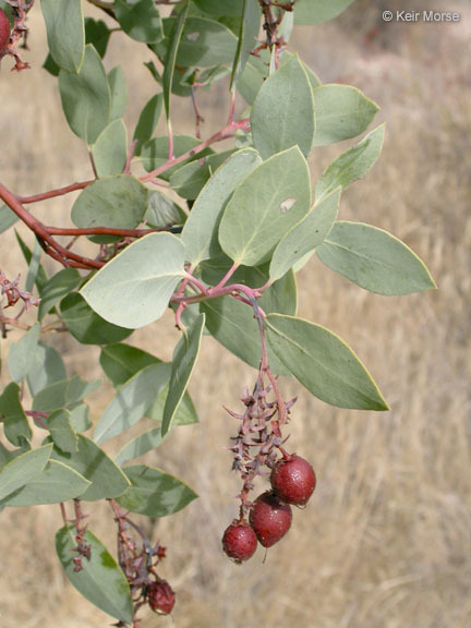 Image of bigberry manzanita