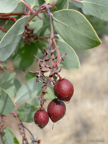 Image of bigberry manzanita