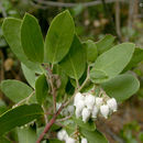 Plancia ëd Arctostaphylos pungens Kunth