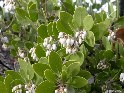 Image of pointleaf manzanita