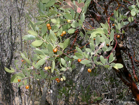 Image of pointleaf manzanita