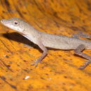 Image of Brown-eared anole