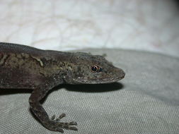 Image of Humble Anole