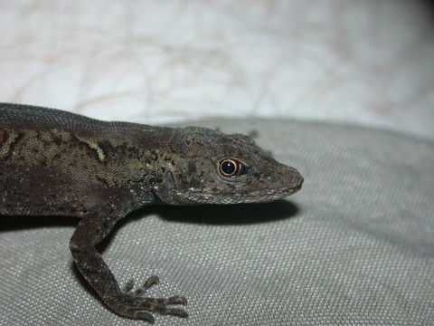 Image of Humble Anole