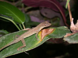 Sivun Anolis polylepis Peters 1874 kuva