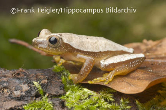 Image of Fornasini's Spiny Reed Frog