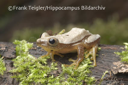 Image of Fornasini's Spiny Reed Frog