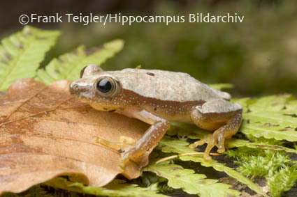 Image of Fornasini's Spiny Reed Frog