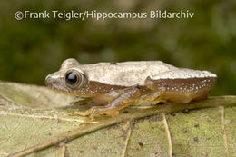 Image of Fornasini's Spiny Reed Frog