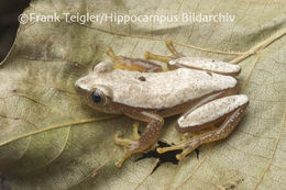 Image of Fornasini's Spiny Reed Frog