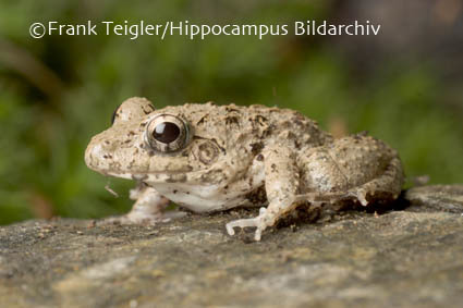 Image of Asian Grass Frog