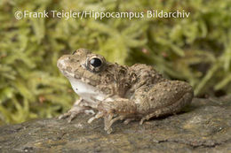 Image of Asian Grass Frog