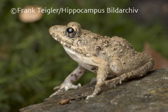 Image of Asian Grass Frog