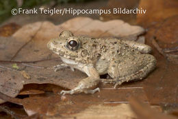 Fejervarya limnocharis (Gravenhorst 1829) resmi