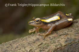 Image of Mitchell's Reed Frog