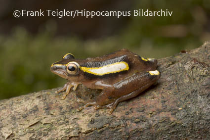 Image of Mitchell's Reed Frog