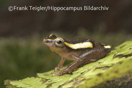 Image of Mitchell's Reed Frog