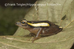 Image of Mitchell's Reed Frog