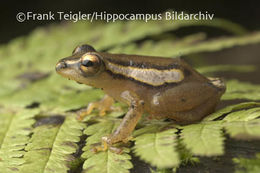 Image of Mitchell's Reed Frog