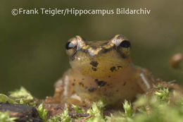 Image of Mitchell's Reed Frog