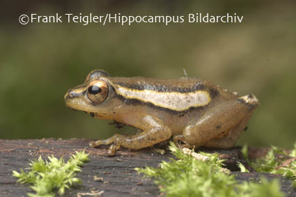 Image of Mitchell's Reed Frog