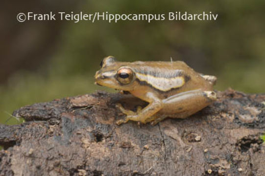 Image of Mitchell's Reed Frog