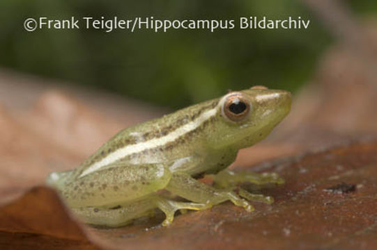 Image of Longnose Reed Frog