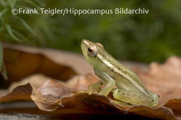 Image of Longnose Reed Frog