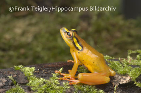 Image of Spotted reed frog