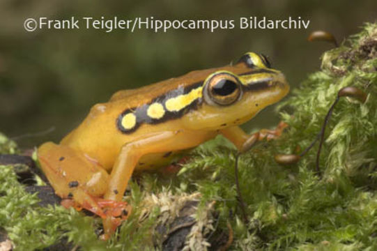 Image of Spotted reed frog