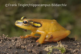 Image of Spotted reed frog