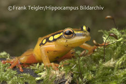 Image of Spotted reed frog